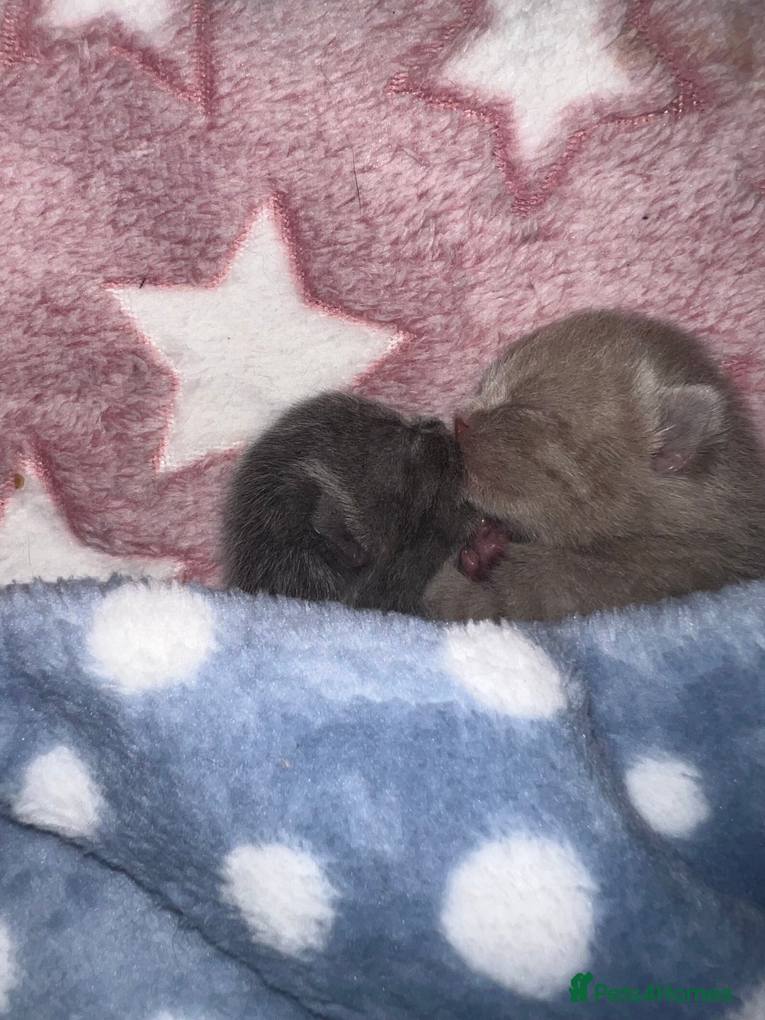 British Shorthair cats for sale: British Shorthair Kittens - Image 3