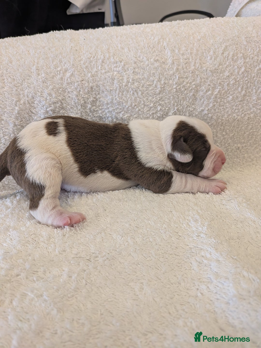 Mixed Breed dogs for sale: Cockerbull puppies  - Image 23
