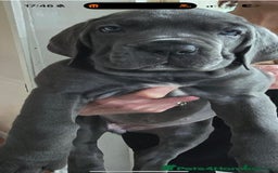 Cane Corso dogs for sale: Cane corso  - Image 6