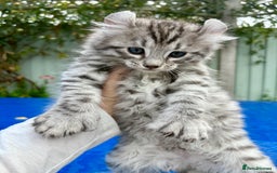 Keetso cats for sale: Superb rare polydactyl curled eared Keetso boy.  - Image 3