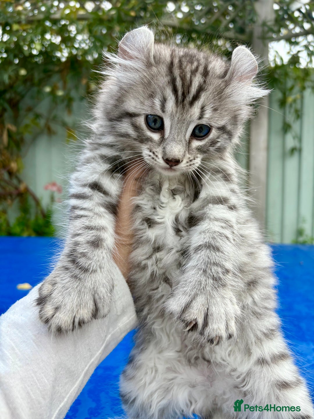 Keetso cats for sale: Superb rare polydactyl curled eared Keetso boy.  - Image 3