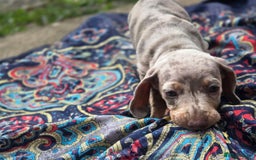 Dachshund dogs for sale: Ready now, last 3 Dachshund Puppies - Image 9