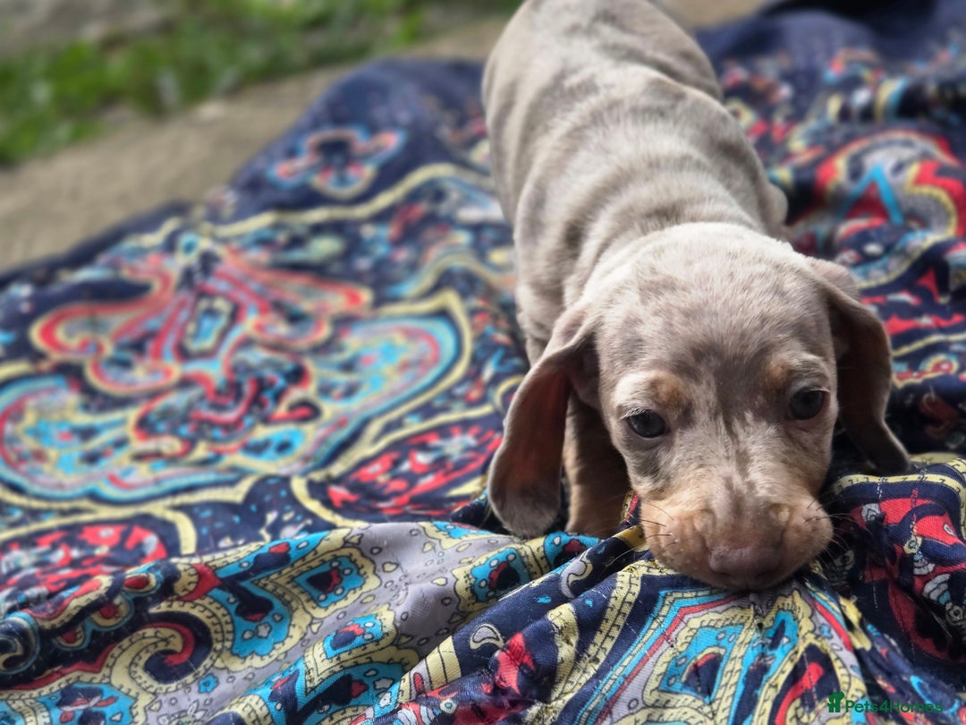 Dachshund dogs for sale: Ready now, last 3 Dachshund Puppies - Image 9