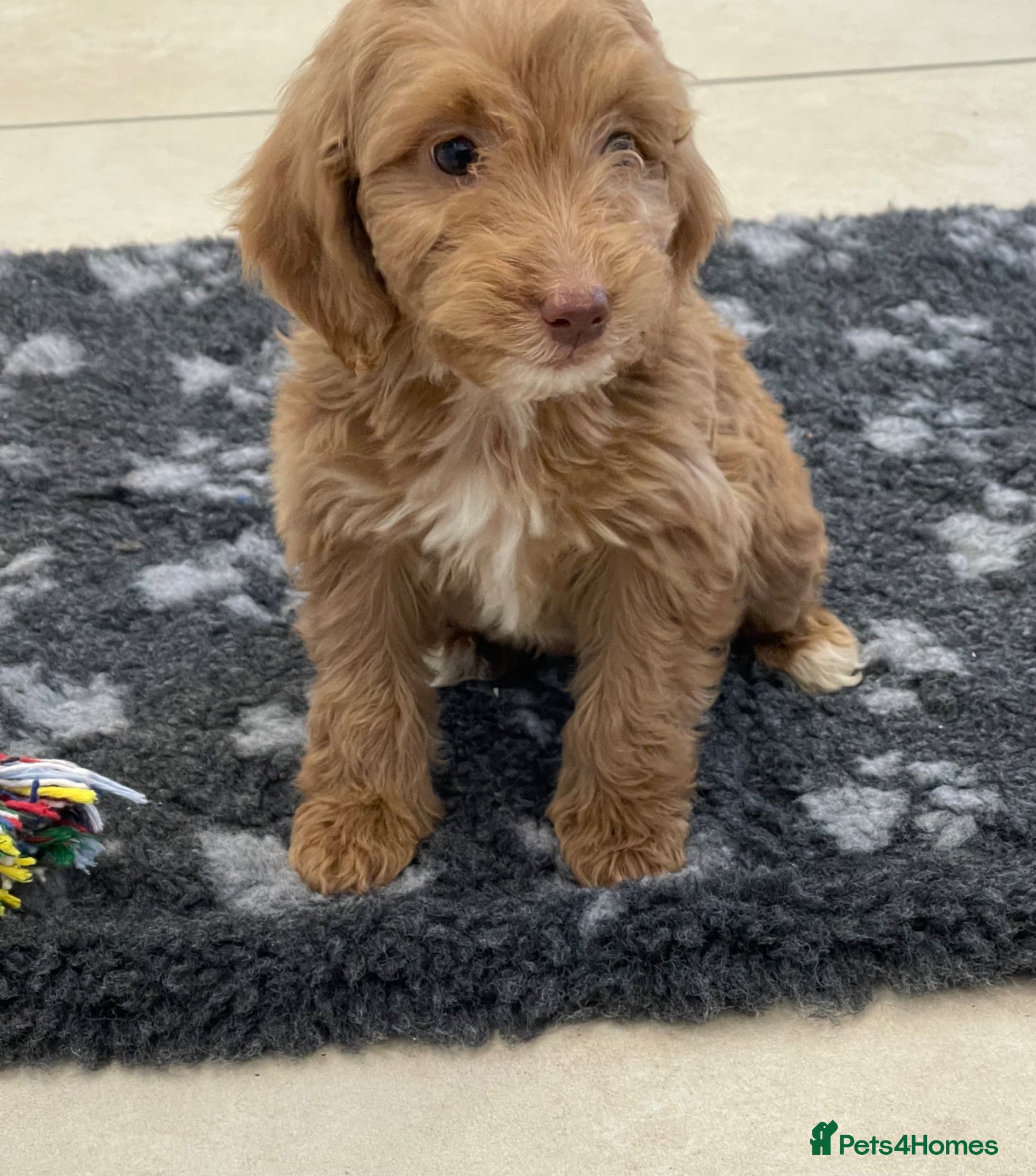 Cockapoo dogs Beautiful F1 cockerpoo pups NOW READY - Advert 2