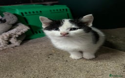 British Shorthair cats for sale: Farm kittens well socialised  - Image 2