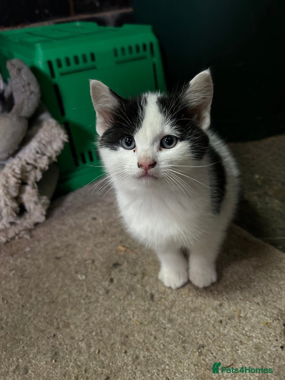 British Shorthair cats for sale: Farm kittens well socialised  - Image 2