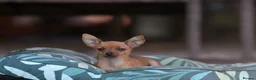 Miniature Pinscher dogs for sale: MINI PINTCHER FEMALE  - Advert 3