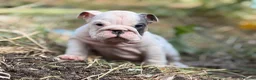 English Bulldog dogs for sale: Rare mini english bulldogs  - Advert 34