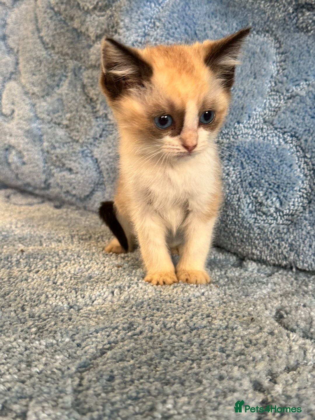 Ragdoll cats for sale: Ragdoll kittens  - Image 12