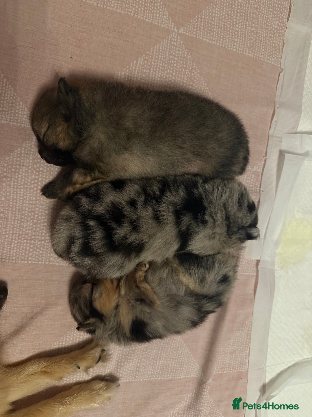 Pomeranian dogs for sale: Adorable Pomeranian Puppies 💙🩷💙 - Advert 11