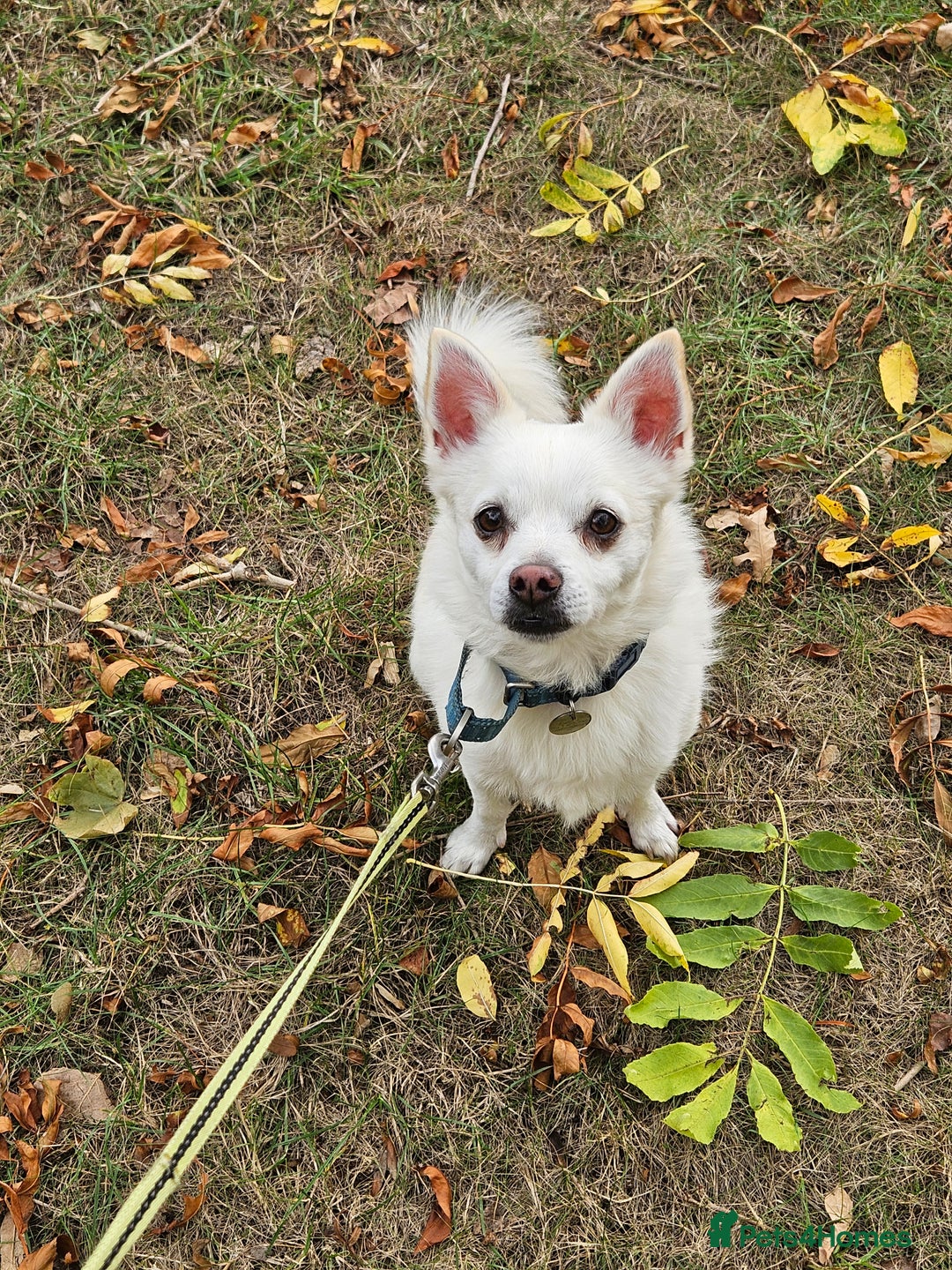 Mixed Breed dogs for sale: Casper  - Image 3