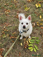 Mixed Breed dogs - Advert 12