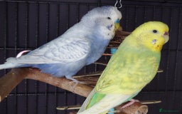 Budgerigars birds for sale: Budgies for sale  - Image 9