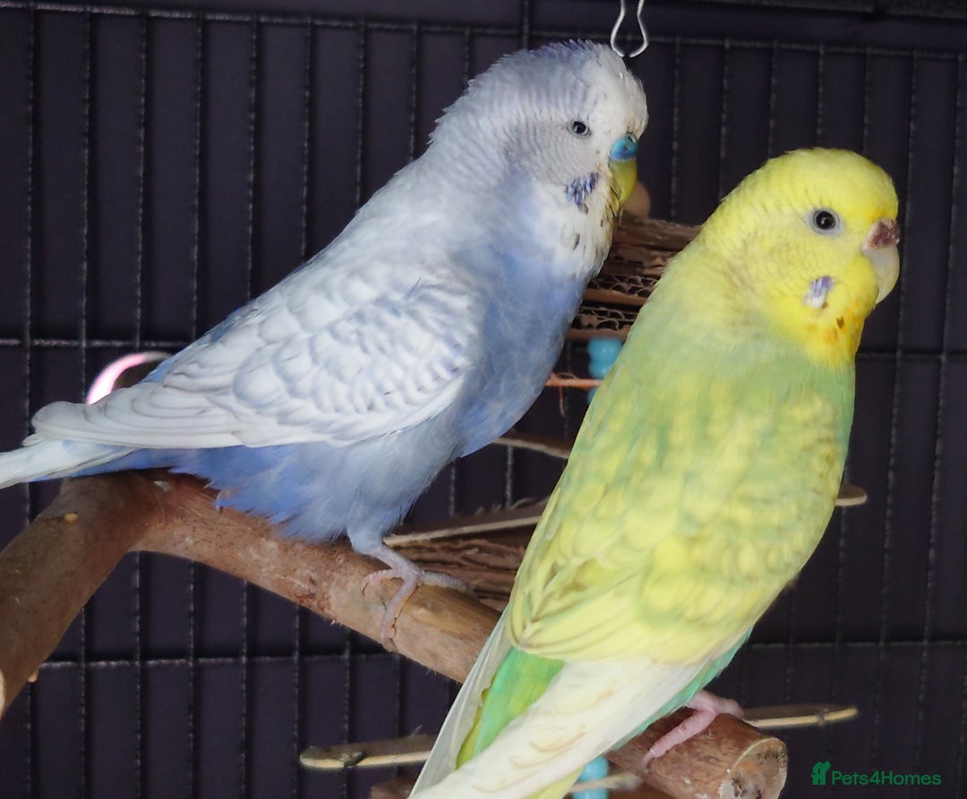 Budgerigars birds for sale: Budgies for sale  - Image 9