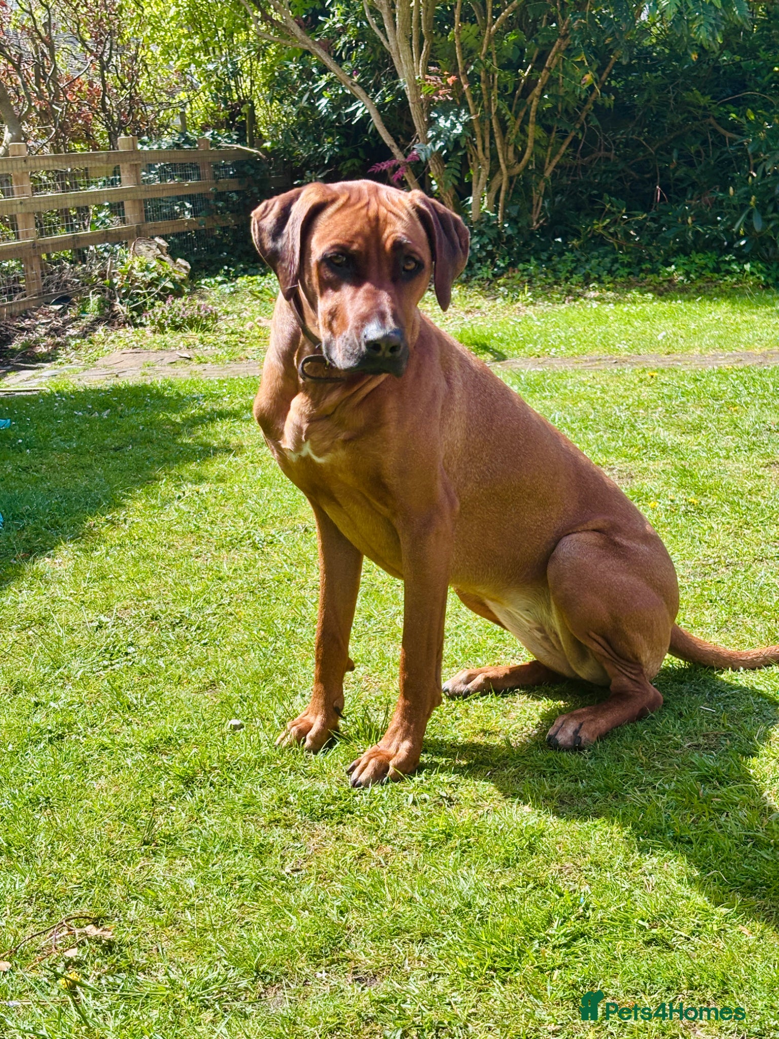 Rhodesian Ridgeback dogs Looking for new home for Nala - Advert 4