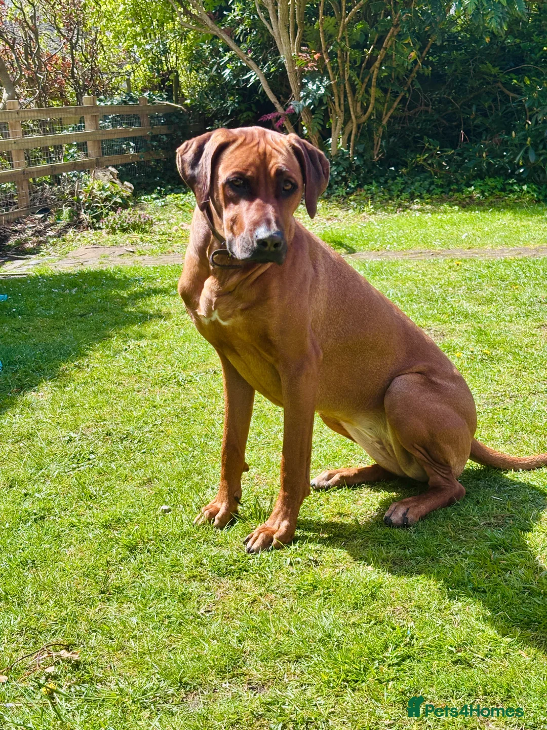 Rhodesian Ridgeback dogs for sale: Looking for new home for Nala - Advert 1