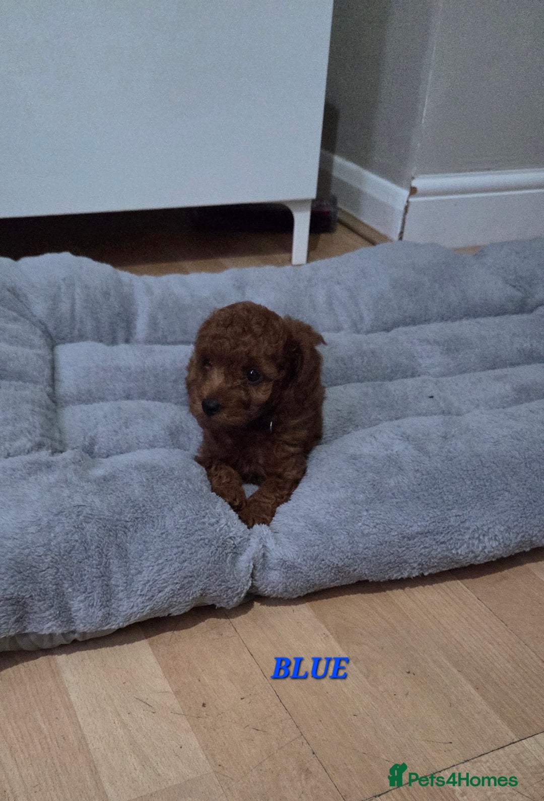 Mixed Breed dogs for sale: Toy / Aisan Poodle, Red Puppies - Advert 5