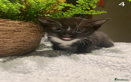 Mixed Breed cats for sale: KITTENS! Batch of cuties for sale in Basinsgtoke - Image 7