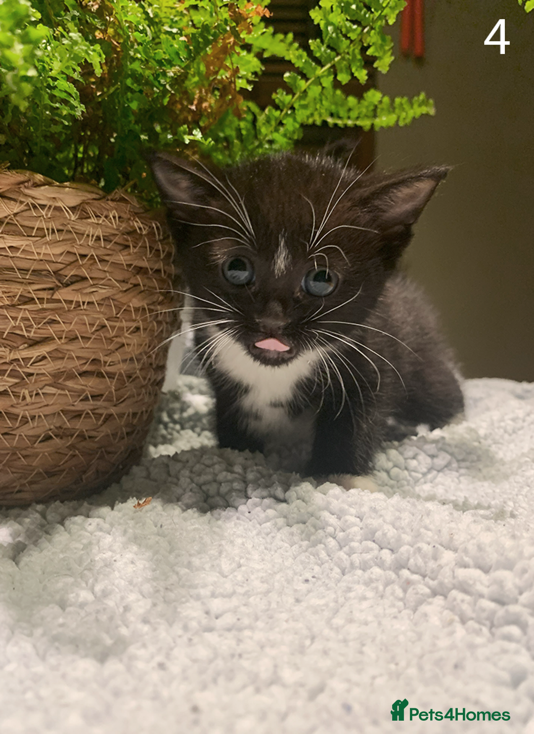 Mixed Breed cats for sale: KITTENS! Batch of cuties for sale in Basinsgtoke - Image 7