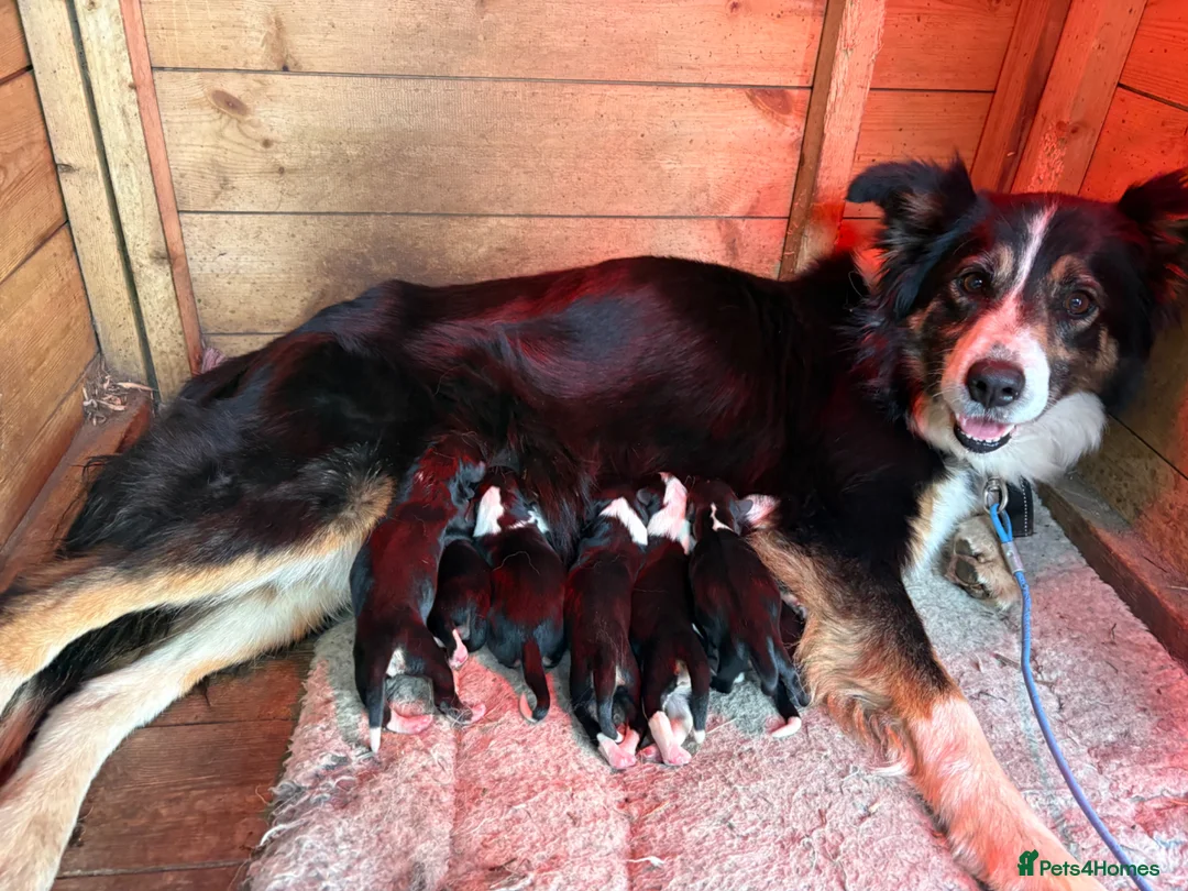 Mixed Breed dogs for sale: 11 border collie x cocker spaniel puppies - Advert 12