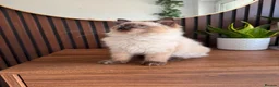 Ragdoll cats for sale: Ragdoll Liliac  - Advert 3