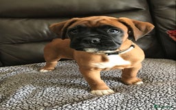Boxer dogs for sale: KC Reg Boxer Bobtail Boys READY NOW!!!! - Image 5
