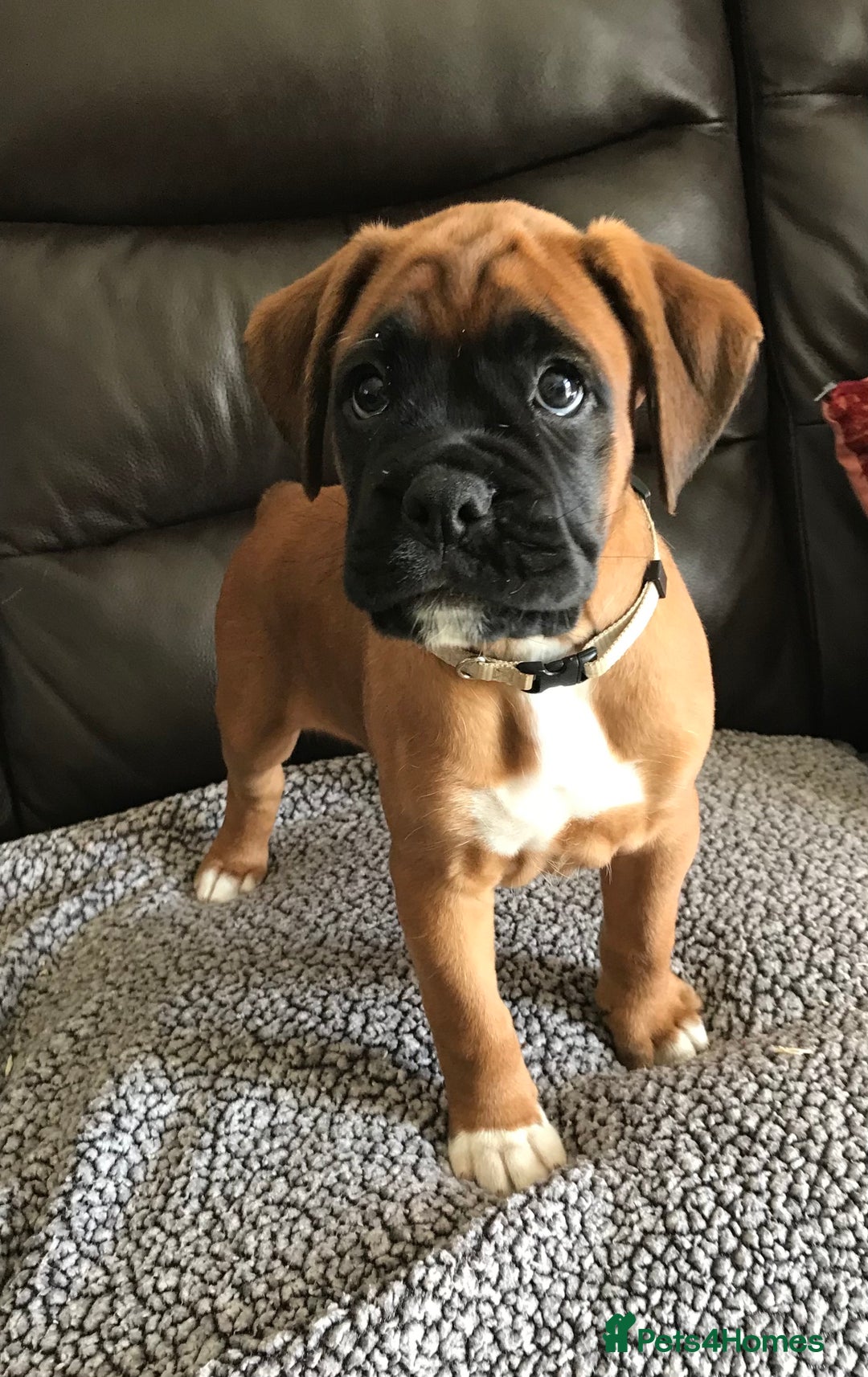 Boxer dogs for sale: KC Reg Boxer Bobtail Boys READY NOW!!!! - Image 5