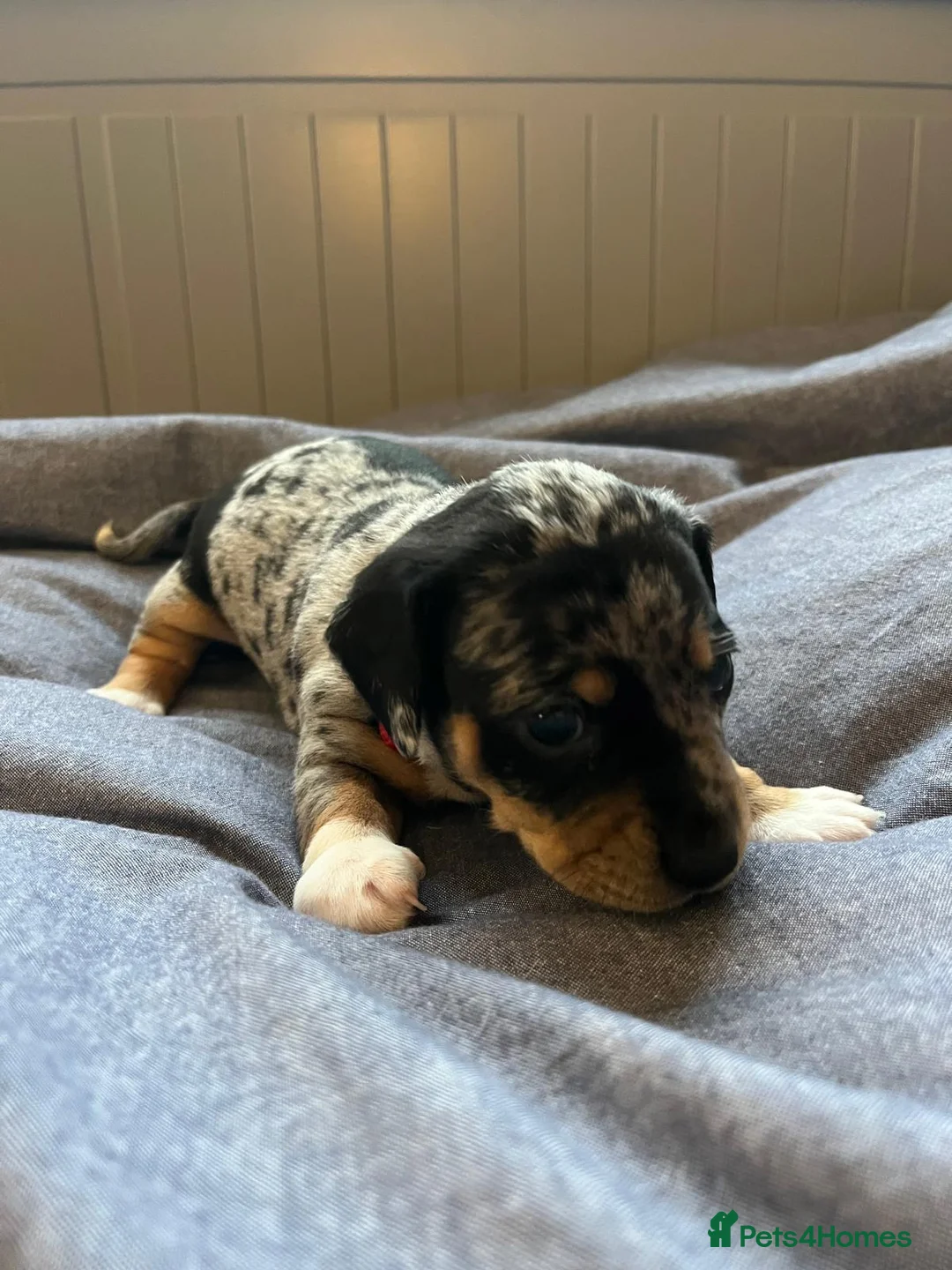Jackshund dogs for sale: A stunning Jack Russell Terrier and Dachshund mix. - Advert 3