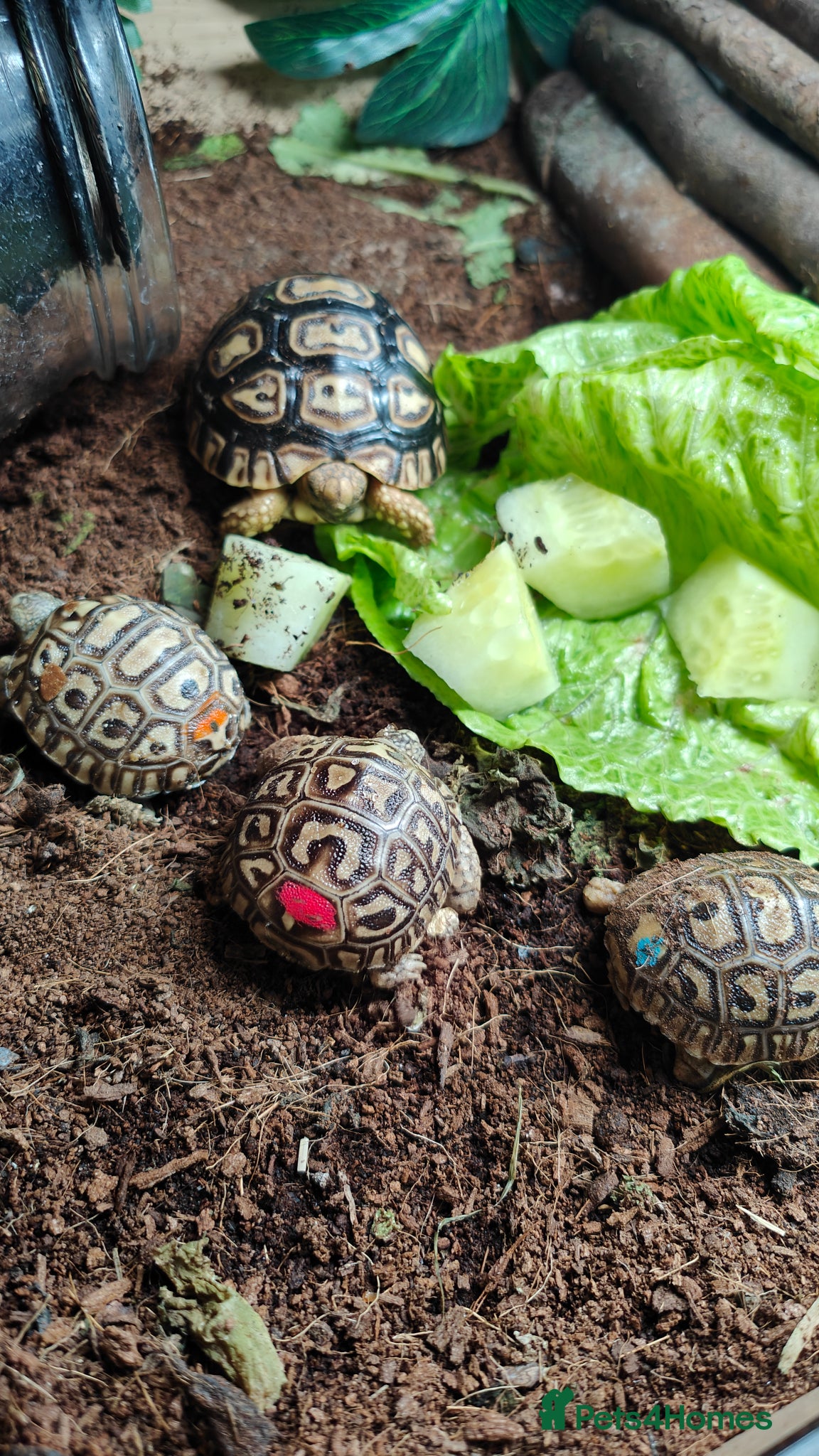 Tortoise reptiles Leopard spotted Tortoises  - Advert 3