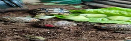 Tortoise reptiles for sale: Leopard spotted Tortoises  - Advert 1