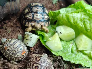 Tortoise reptiles Leopard spotted Tortoises - Advert 3