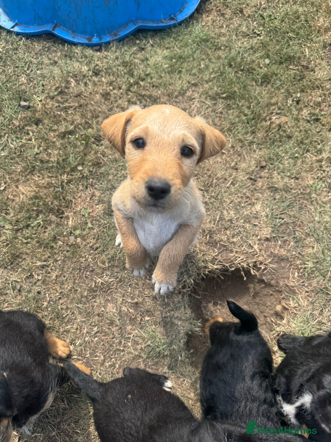 Mixed Breed dogs for sale: Lakeland x Jack Russel - Image 3