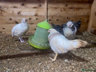 Chickens poultry Brahma, Serama, Light Sussex, hybrids - Advert 1