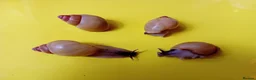 Snails invertebrates for sale: ZANZIBAR GIANT AFRICAN LAND SNAILS - Advert 4