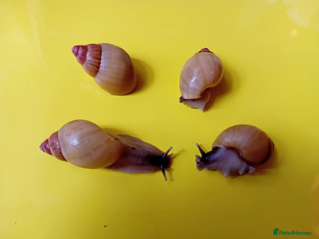 Snails invertebrates for sale: ZANZIBAR GIANT AFRICAN LAND SNAILS - Advert 4