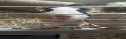Guinea Pig rodents for sale: 2 guinea pigs for sale  - Advert 8