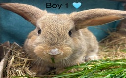 Dwarf Lop rabbits for sale: Dwarf lops ready for forever homes 15th November  - Image 3