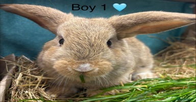 Dwarf Lop rabbits - Advert 5