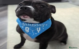 Staffordshire Bull Terrier dogs for sale: Male Staffy micro chipped ready for his new family - Image 9