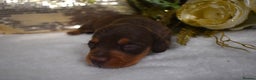 Miniature Dachshund dogs for sale: KC Smooth Coat Miniature Dachshund Puppies - Advert 9