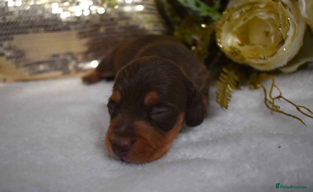 Miniature Dachshund dogs for sale: KC Smooth Coat Miniature Dachshund Puppies - Advert 9
