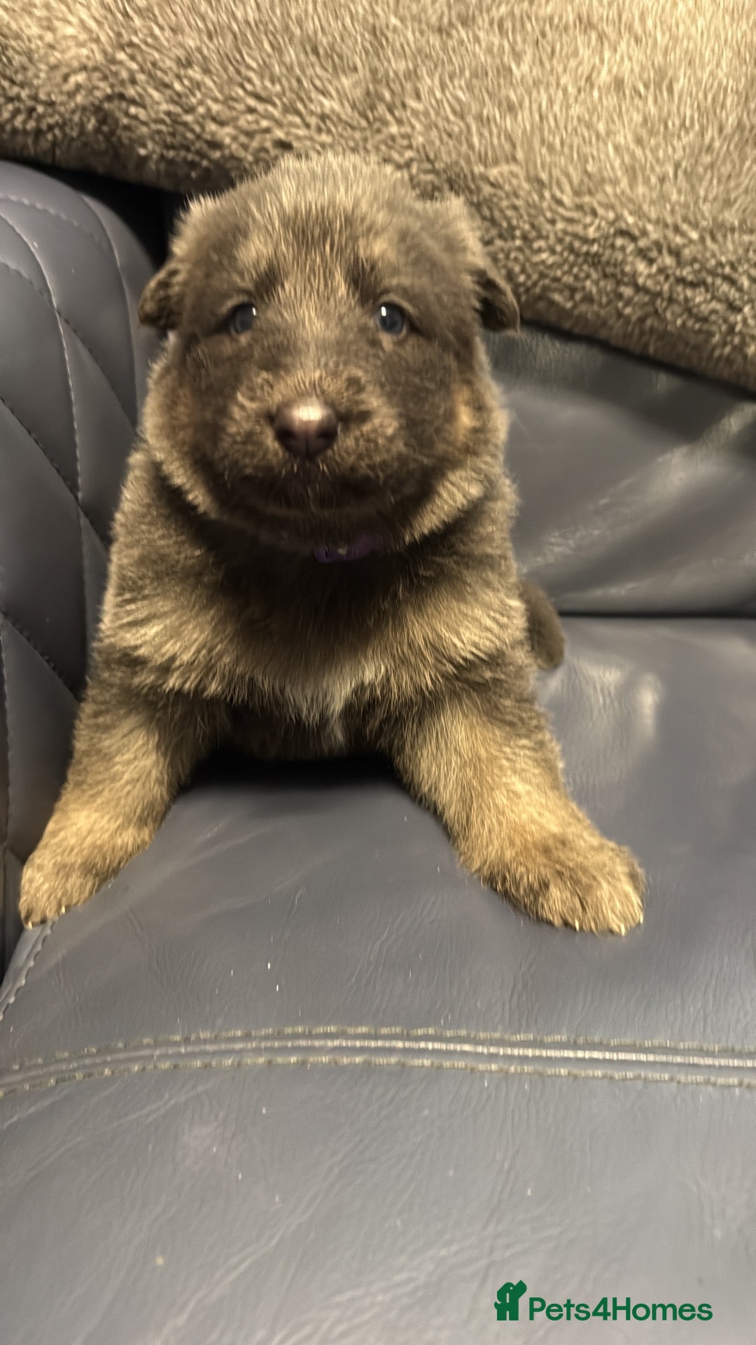German Shepherd dogs Straight backed, DM CLEAR. Isabella and solid blue - Advert 2