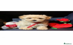 Cavapoo dogs for stud: Extensively Health Tested Deep Red Tiny Toy Poodle in Mansfield - Image 17