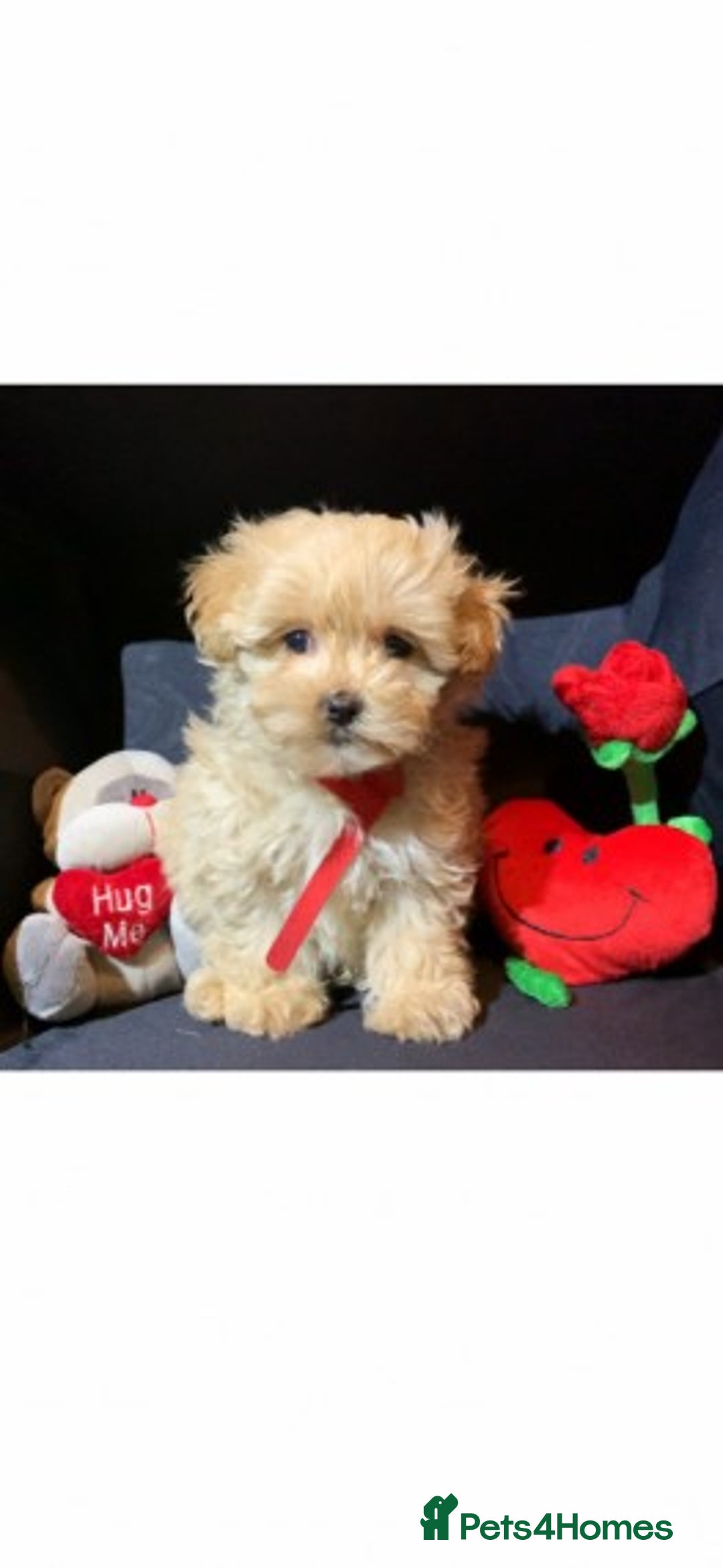 Cavapoo dogs for stud: Extensively Health Tested Deep Red Tiny Toy Poodle in Mansfield - Image 17