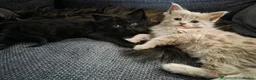 Mixed Breed cats for sale: 3 friendly and fluffy male kittens - Advert 6