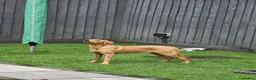 Labrador Retriever dogs for sale: Labrador retriever puppy 6 months old girl in Aylesbury - Advert 3