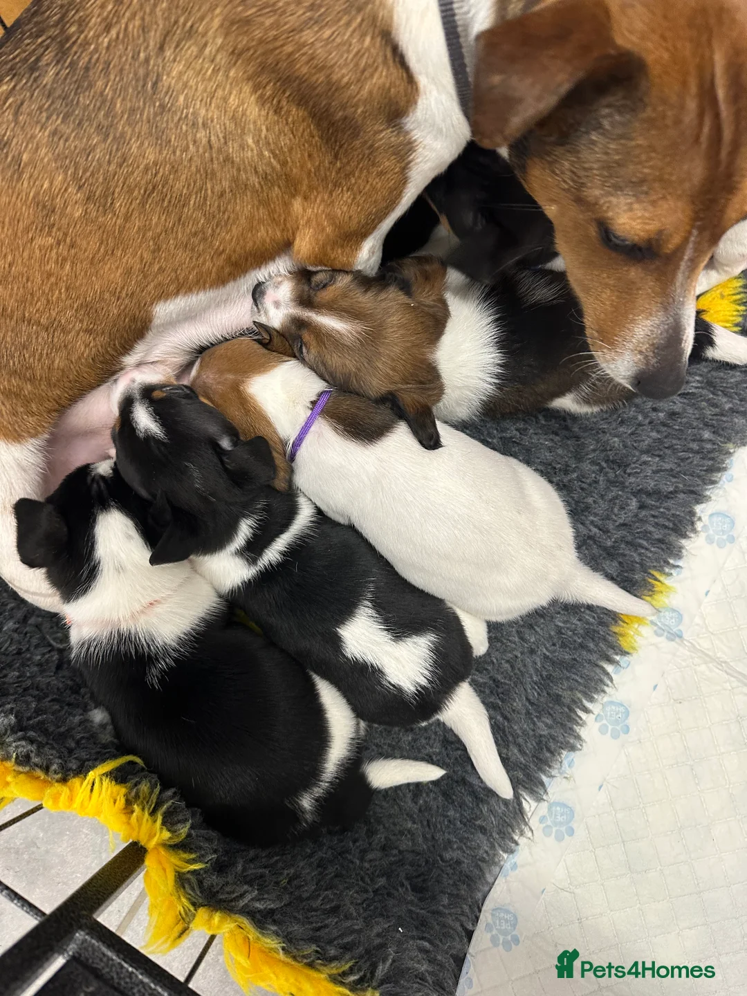 Jack Russell dogs for sale: Traditional mini Jack Russell pups - Advert 10