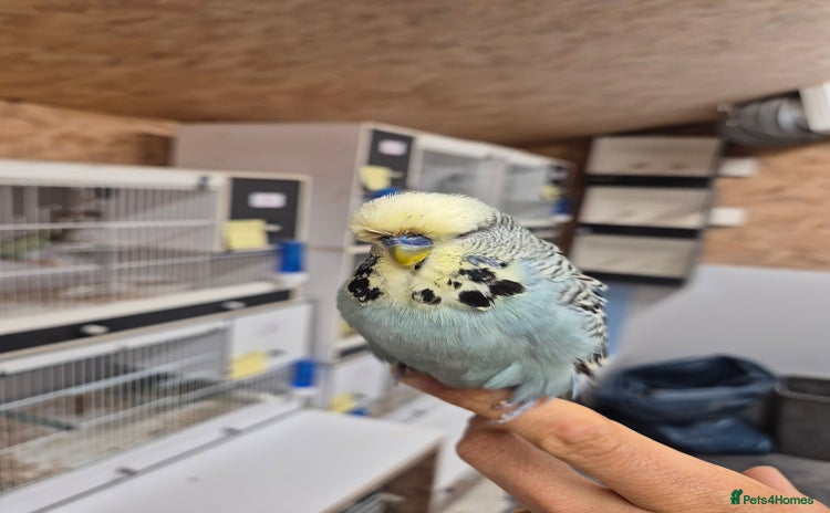 Budgerigars birds - Advert 4