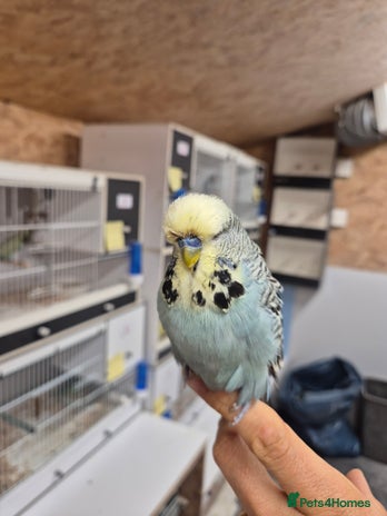 Budgerigars birds - Advert 1
