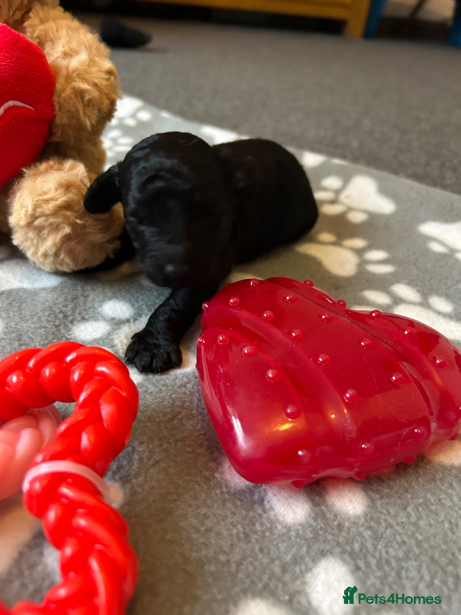 Cavapoo dogs F1b cavapoos  - Advert 1